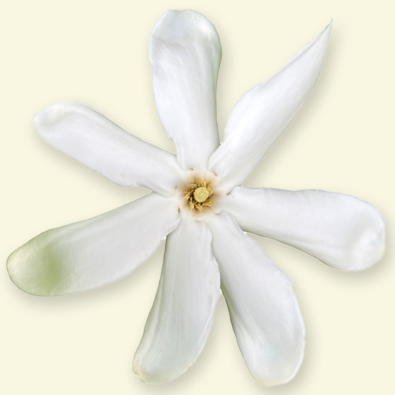 White Tiaré flower with eight delicate petals and a yellow center displayed against a cream background.