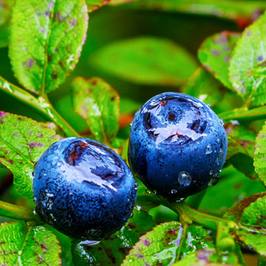 Huckleberry Flavor Extract, Organic – Nature's Flavors Huckleberry Flavor Extract, Organic – Nature's Flavors
