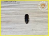 5.56x45 AP TC Armor Piercing Black Tip Projectile RUAG [SPECIAL]