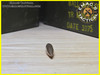 7mm Armor Piercing Projectile - Rare
