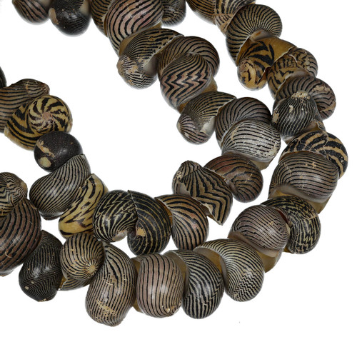 Nerit Snail Shell Beads 22x16mm-Zig Zag