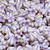 33 Pcs 4x6mm Bell Flower Pressed Czech Glass Beads -White and Lavender