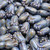 Tulip Bud Pressed Czech Glass Beads 11 Pcs 12x8mm - Smoky Light Blue