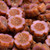 Hawaiian Flower Table Cut Glass Czech Beads - Dusty Rose