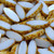 Ship Flat Table Cut Glass Czech Beads - Milk White