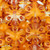 Folklore Flower Czech Glass Beads 11mm 11 Pcs - Transparent Orange w/ Copper Accents