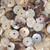 Hammer Shell Heishi Beads 10mm- Earth Tones