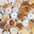 Conus Magus Shell Heishi Beads 10mm