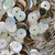 Green Shell Heishi Beads 10mm