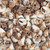 Tapok Frog Shell Beads 11x7mm-Natural