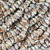 Tapok Frog Shell Beads 11x7mm-Natural