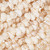 Moonshell Snail Beads 12x7mm-Tiger