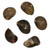 Nerit Snail Shell Beads 22x16mm-Zig Zag