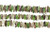 15.5 Inch Strand 6x20-8x25 mm Freshwater Pearls Green