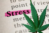 Can CBD Help Stress and Anxiety? A Guide for Improved Moods