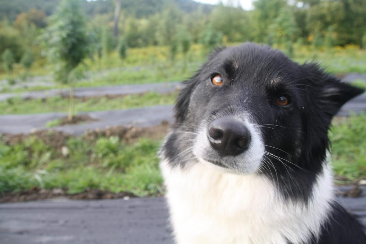 CBD for Pets - What Can CBD Do for Your Furry Friends?