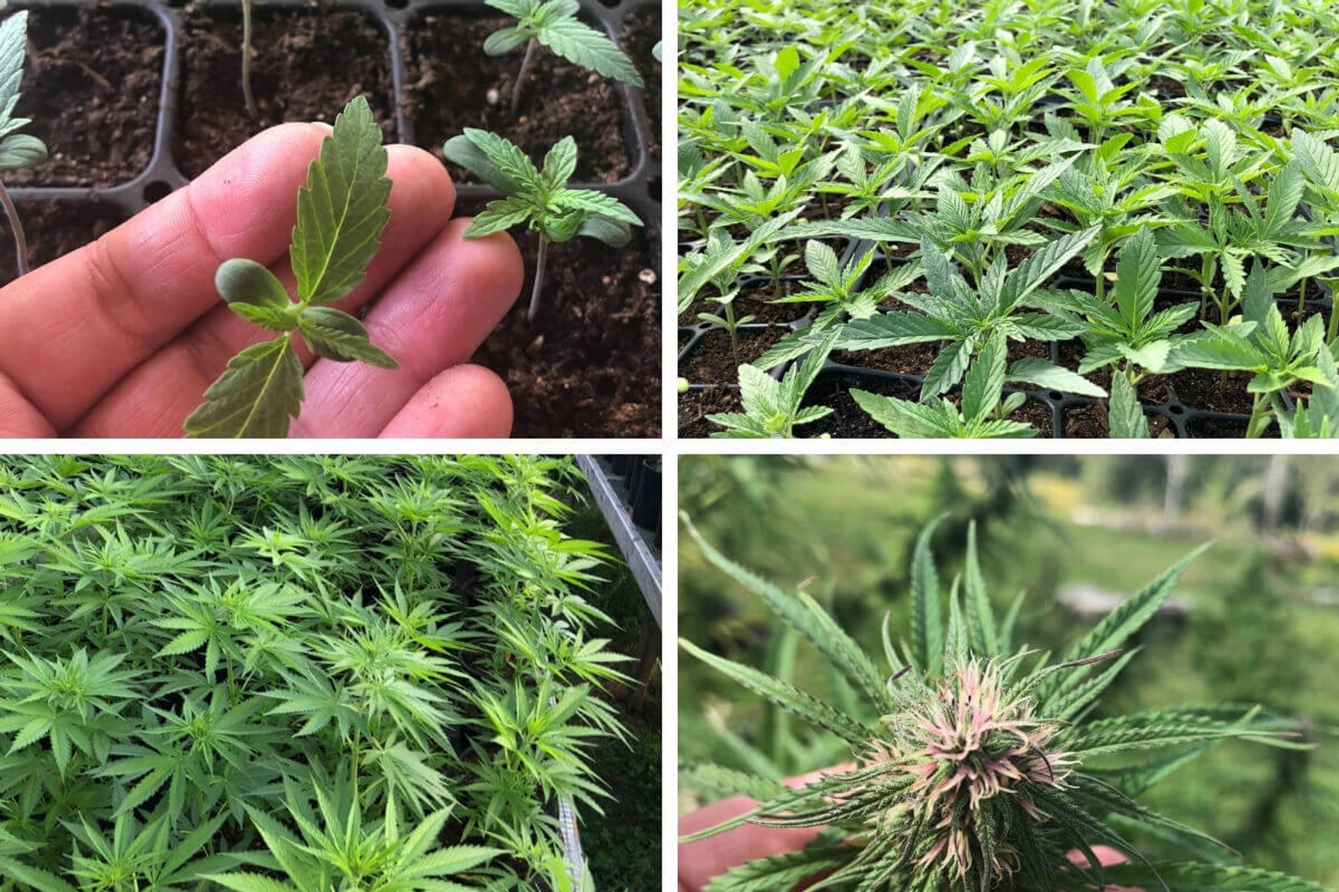 The 4 Stages of the Hemp Growth Cycle