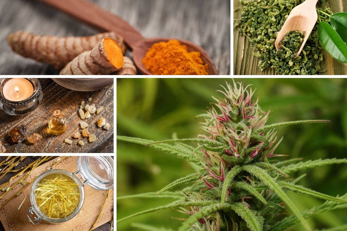 5 Plants for Reducing Inflammation