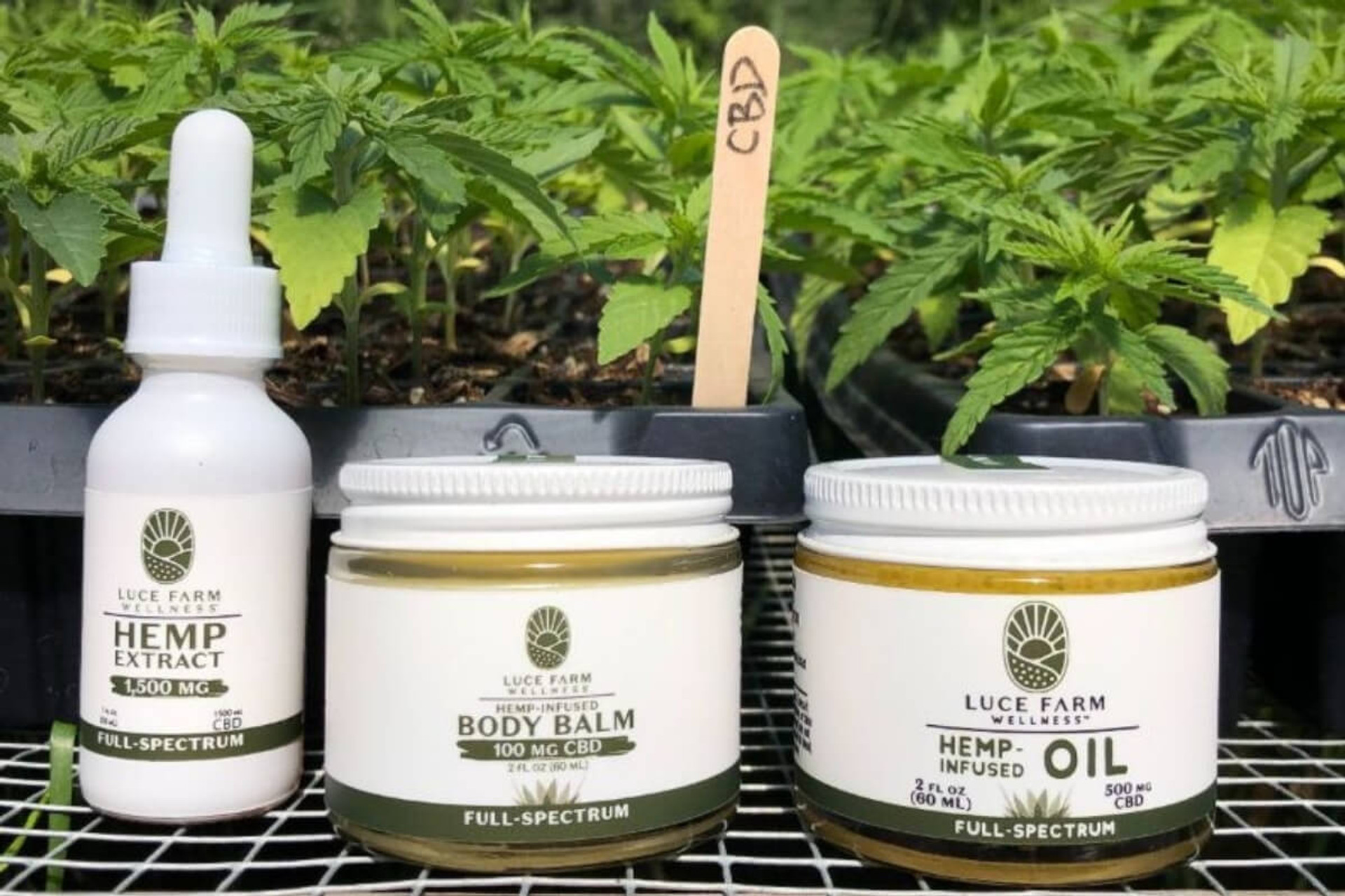 Which CBD Product is Right For You?