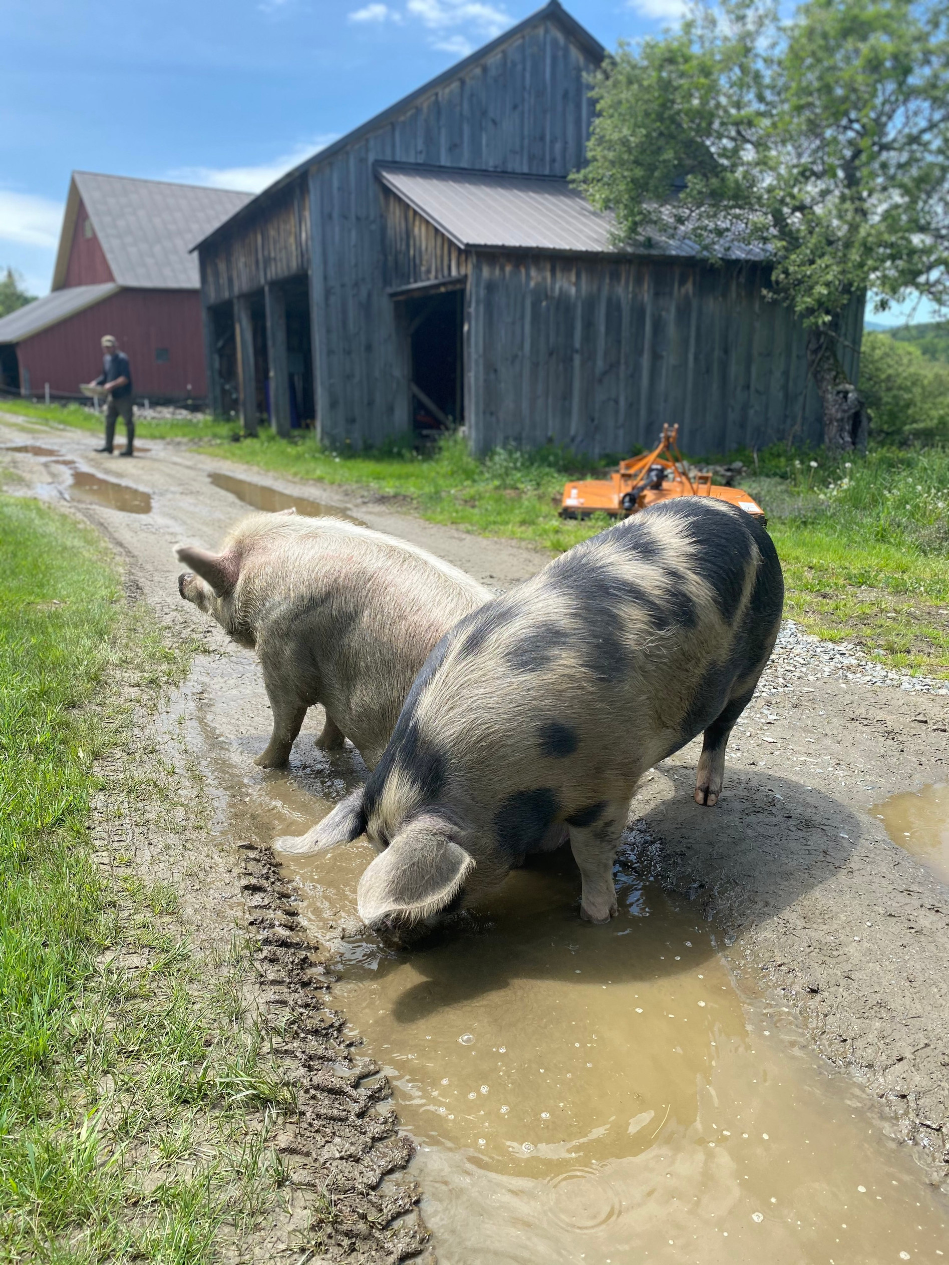 June at Luce Farm