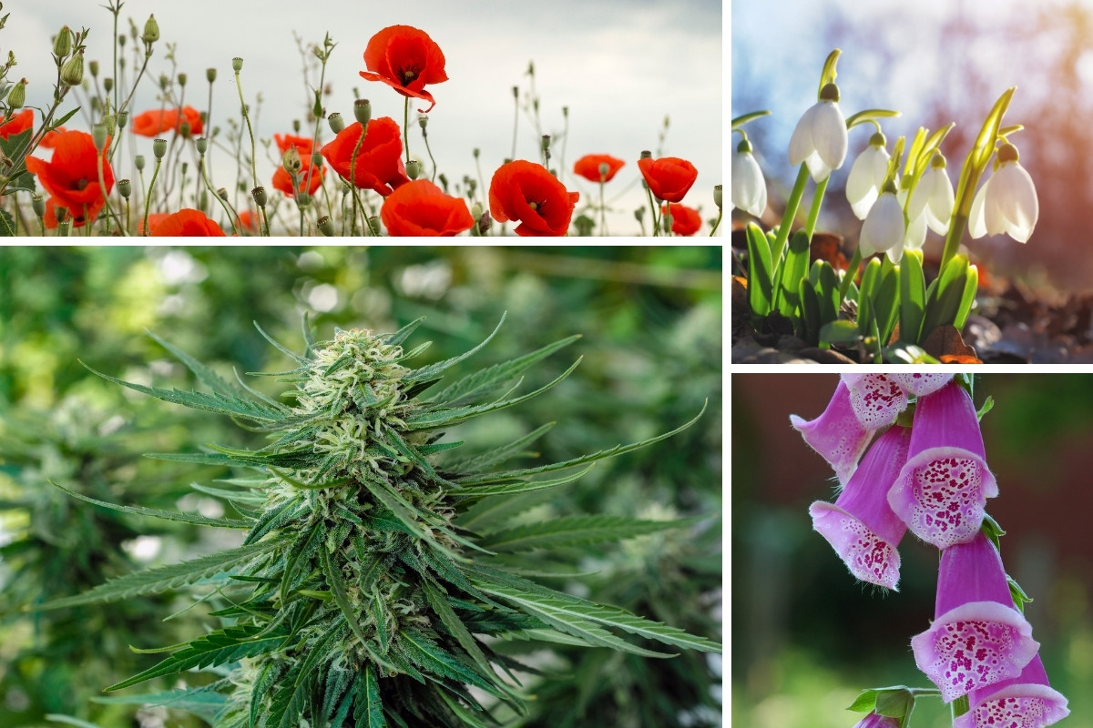 4 Discoveries of Plant Based Medicines