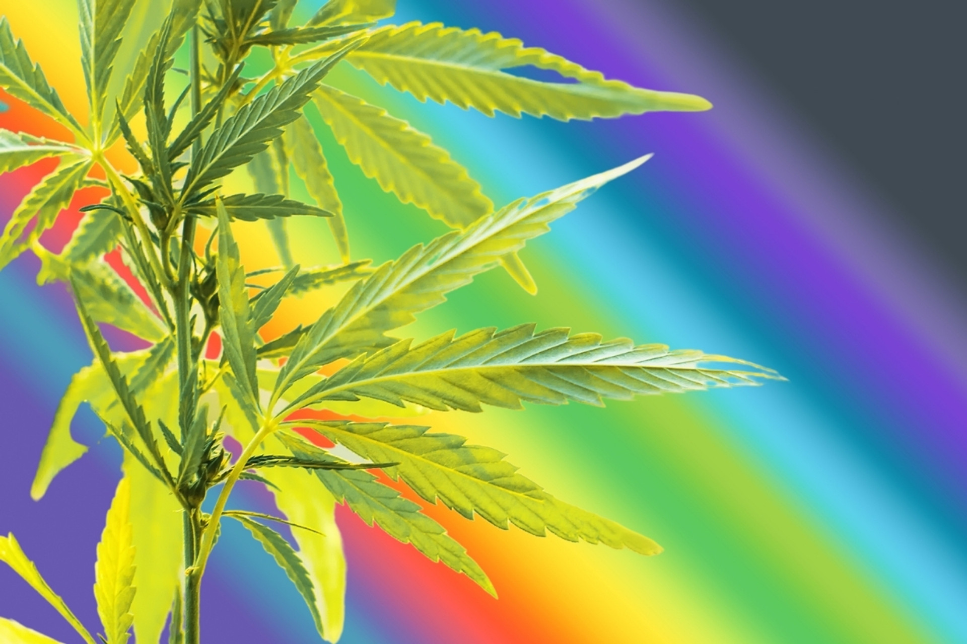 What Does Full-Spectrum CBD Mean?
