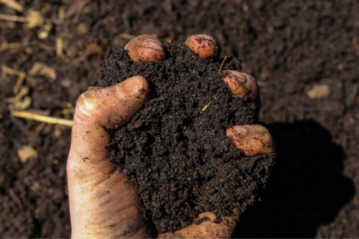 Certified Organic CBD: What it Means - Luce Farm Wellness