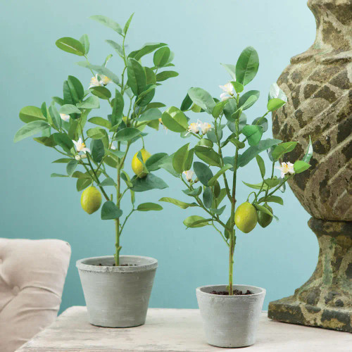 20" Potted Lemon Topiary