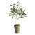 Potted Olive Tree 17”