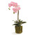 Pink Phalaenopsis Orchid Drop In 23"