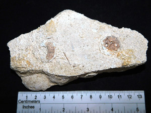Echinoid Bed