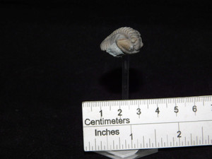 Fleximene meeki Freestanding Trilobite