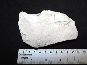 Leaf Fossil