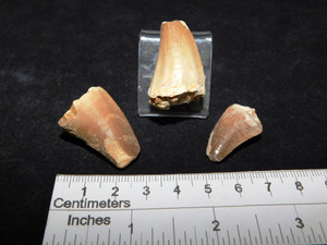 Mosasaur Teeth