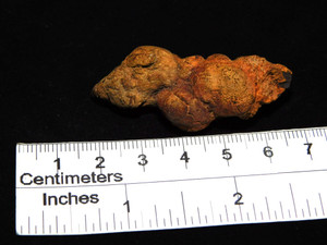 Turtle Coprolite (Poo)