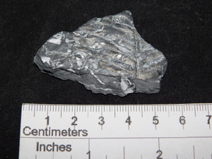 Small Pennsylvannian fern