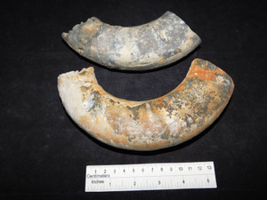 Large Jurassic Ammonite Section