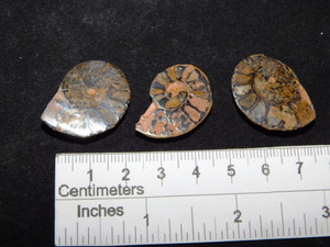 Sliced Jurassic Ammonites