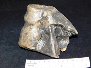 Bison Bone (2)