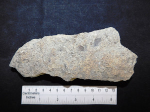 Silurian Mega Fauna Slab (2)