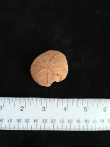 Moroccan Echinoid Moroccan Echinoid