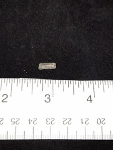 Jurassic Crinoid Stems