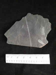 Late Massachusetts Fern