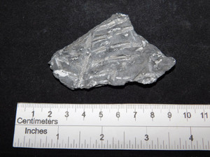 Large Massachusetts Fern