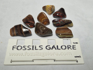 Jupiter Jasper tumble