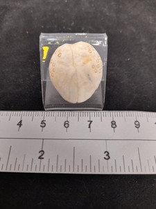 Small Australian echinoids Small Australian echinoids