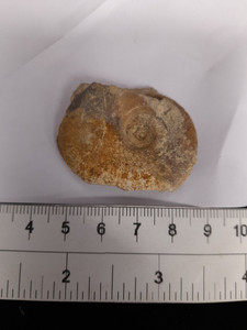 Cleoniceras Ammonite
