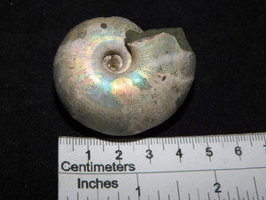 large iridescent Ammonite