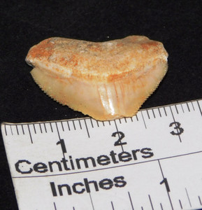 Crow Shark Teeth_001