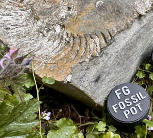 FG Fossil Pot